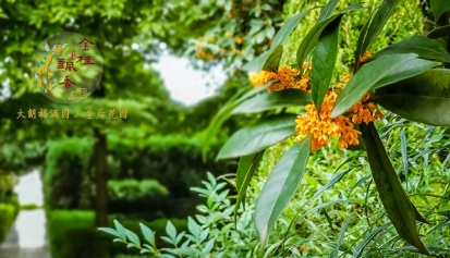 金桂花开|大朗中秋桂花香飘满园